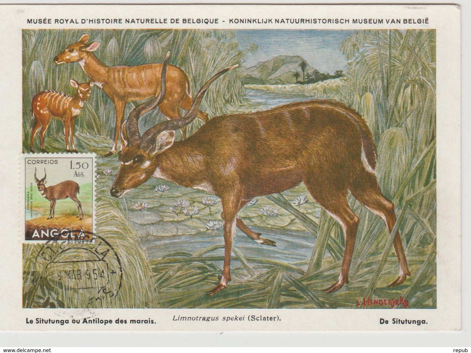 Carte Maximum Antilope - Angola