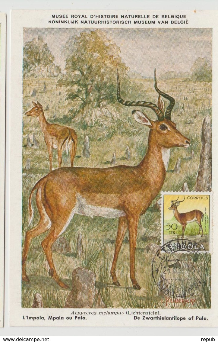 Carte Maximum Antilope - Angola