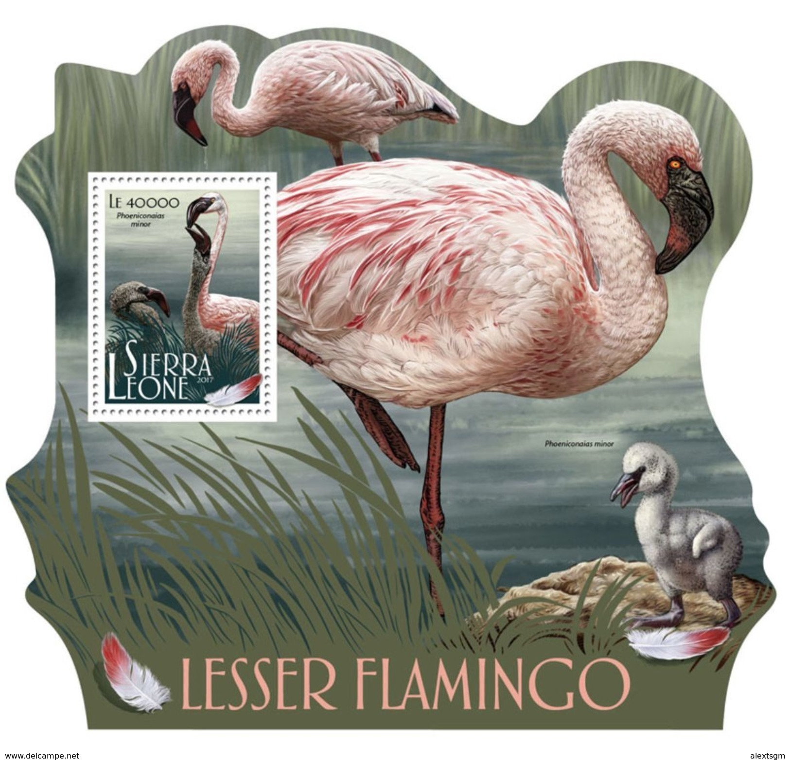 SIERRA LEONE 2017 - WWF Flamingo S/S. Official Issue - Unused Stamps