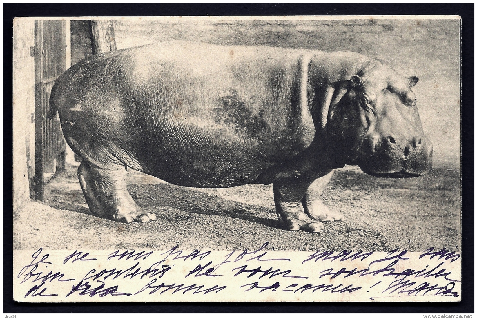 CPA PRECURSEUR FRANCE- ANIMAUX SAUVAGES- HIPPOPOTAME EN 1900- TRES GROS PLAN DE PROFIL- - Hippopotames