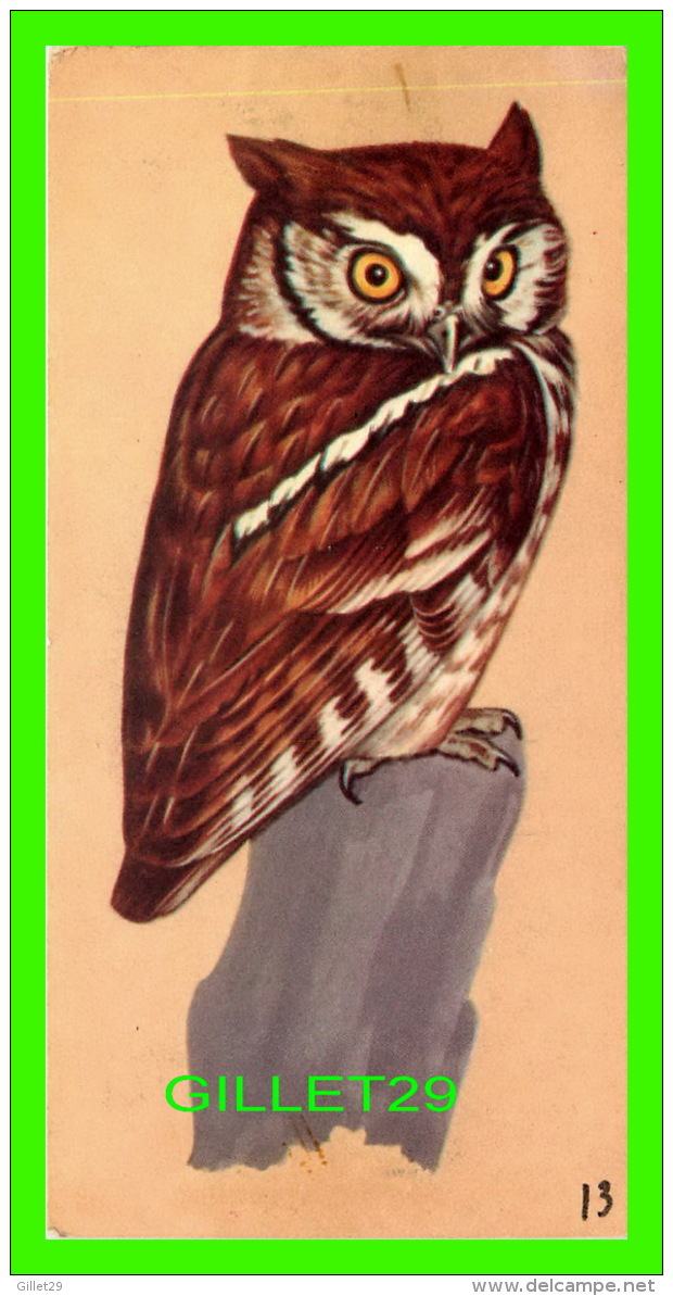 FICHES ILLUSTRÉES OISEAUX - BIRDS,  SCREECH OWL - No 13 - - Animaux