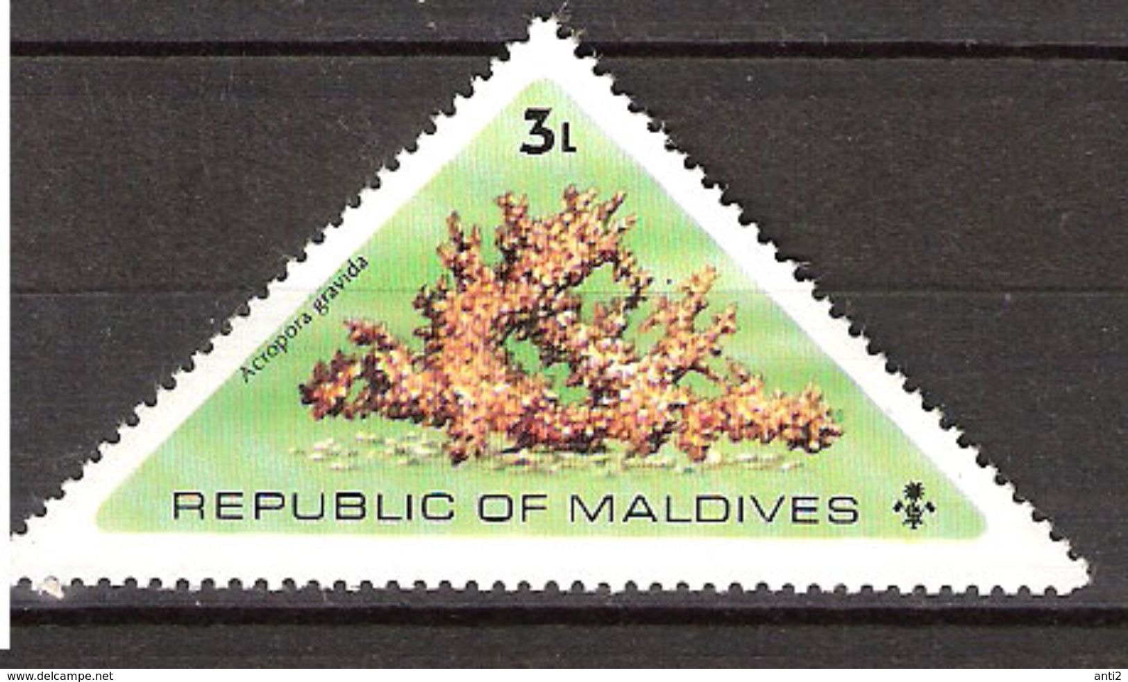 Maldives 1975 Corals, Sea Urchins And Starfish, Acropora Gravida,  Mi 579, MNH(**) - Maldives (1965-...)