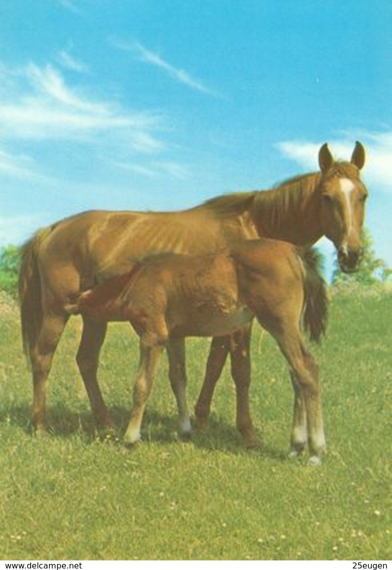 HORSES / PFERDE / CHEVAUX /    POSTCARD  UNUSED     ( H  4783 ) - Pferde