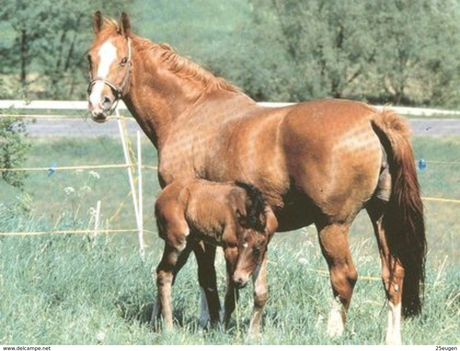 HORSES / PFERDE / CHEVAUX /    POSTCARD  UNUSED     ( H  4810 ) - Pferde