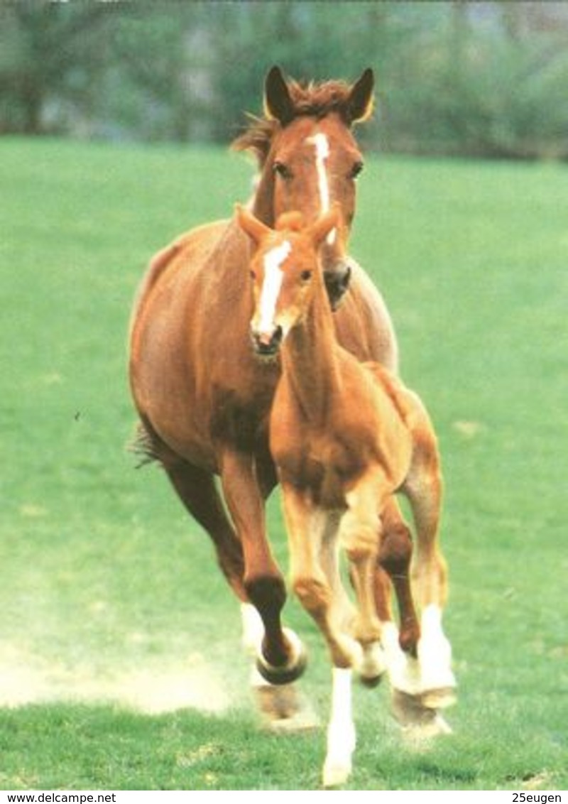 HORSES / PFERDE / CHEVAUX /    POSTCARD  UNUSED     ( H  4812 ) - Pferde