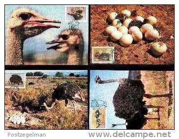 SOUTH WEST AFRICA, 1985, Birds (Ostrich),  Mint Maxicards, Nr(s.) 14-17 - Namibië (1990- ...)