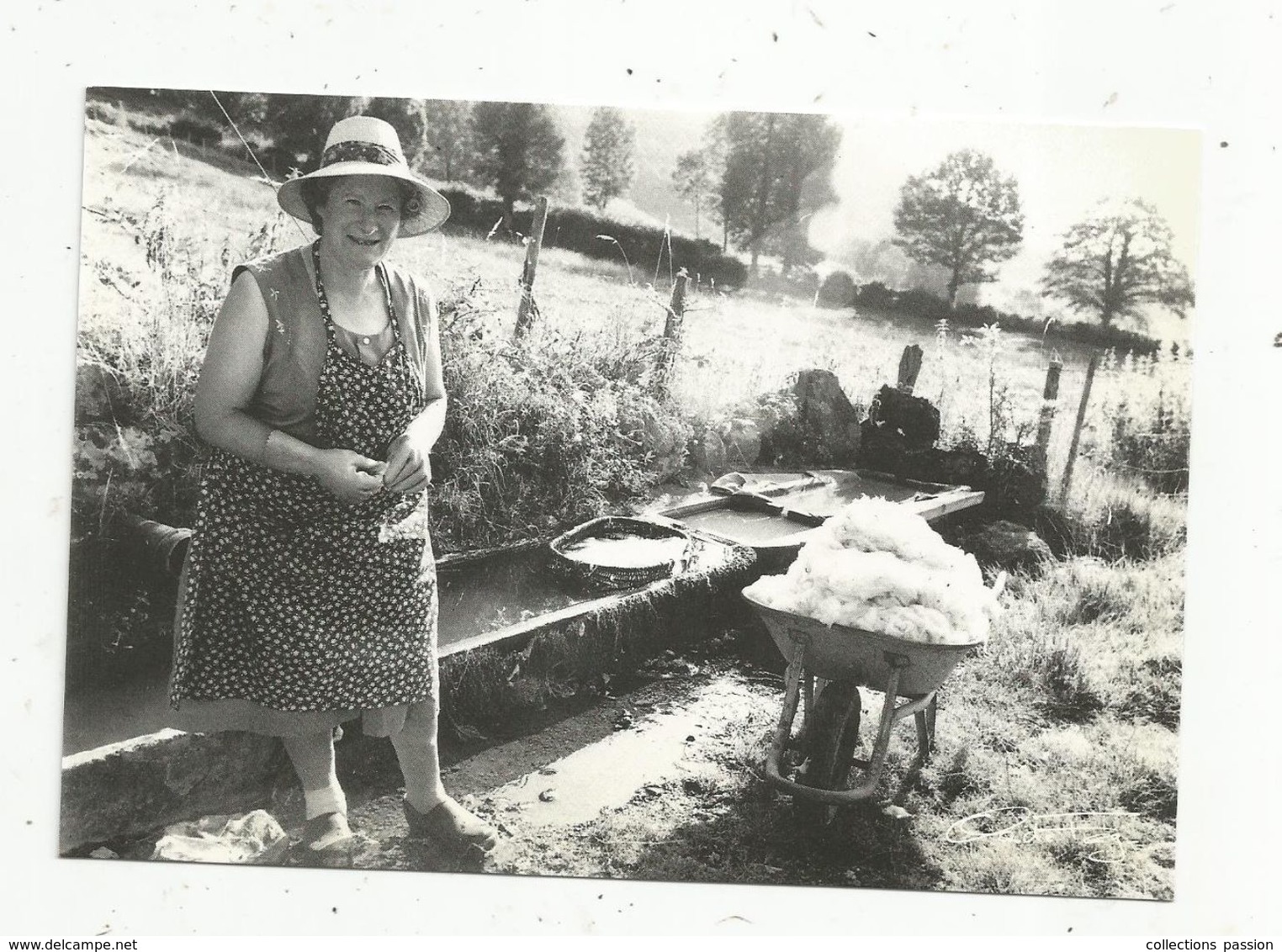 Cp, Photo C. Fagé , Agriculture ,élevage , 1983 , Dans Le CANTAL ,prés D'Aurillac , Suzanne Lavant La Laine Des Moutons - Breeding