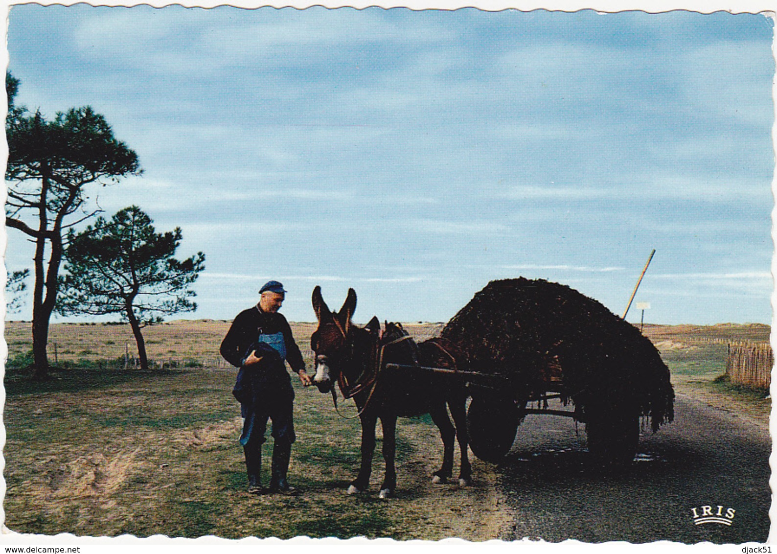 17 - ILE DE RE - Transport De Varech Qu'on Recueille Pour Amander Les Terres Sablonneuses De L'île... / Ane / 1971 - Ile De Ré