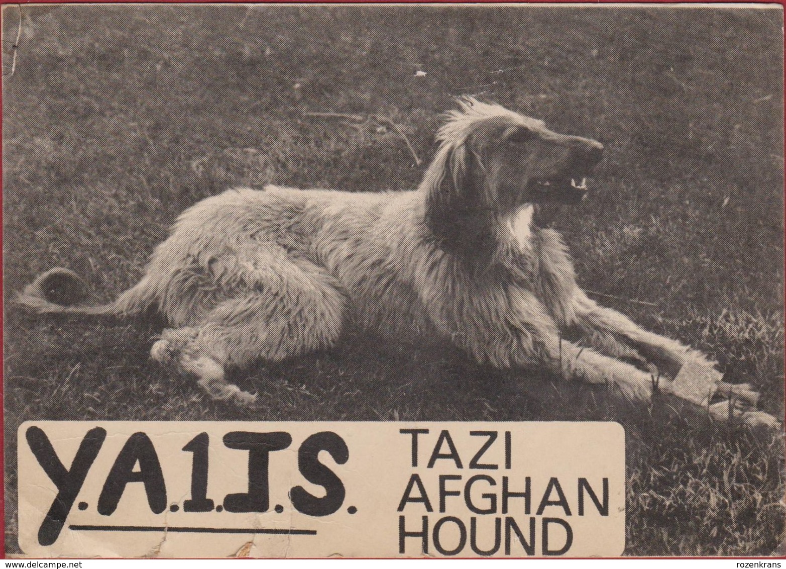 QSL Card Amateur Radio CB TAZI AFGHAN HOUND Dog Chien Hund  (damaged - Beschadigd) - Radio Amateur