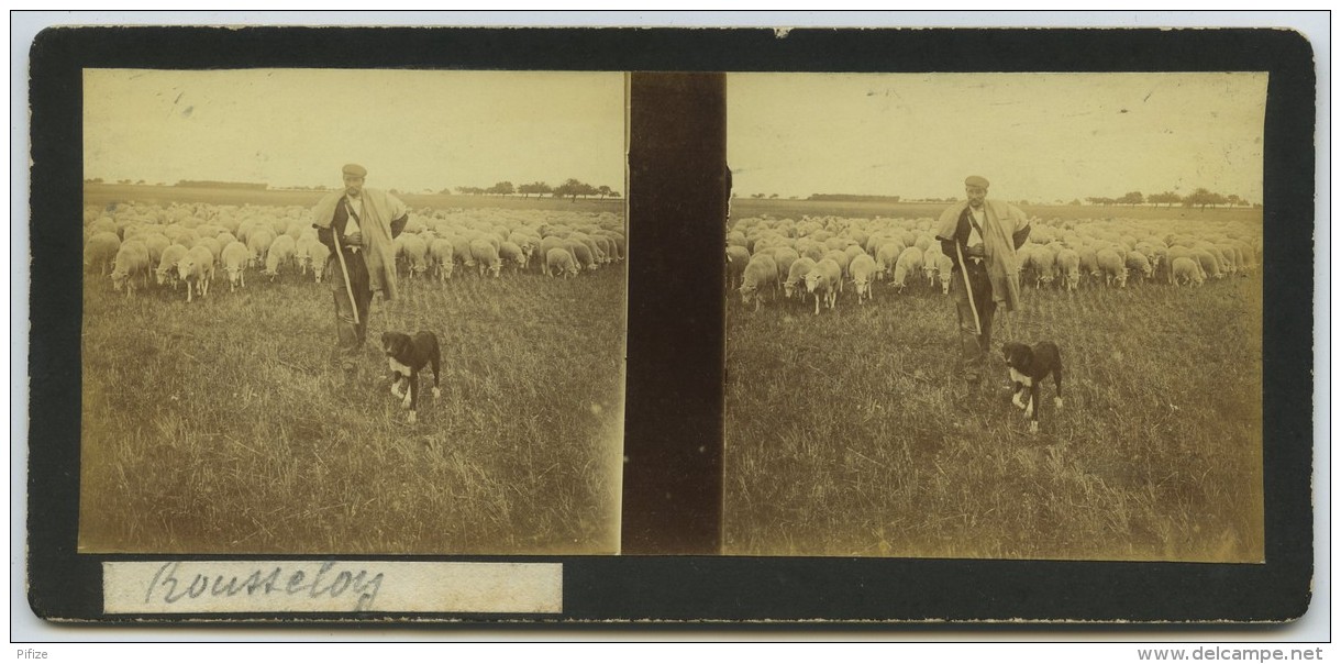 Stéréo Amateur 1900-10 . Berger Et Ses Moutons à Rousseloy (Oise). Chien . - Stereo-Photographie
