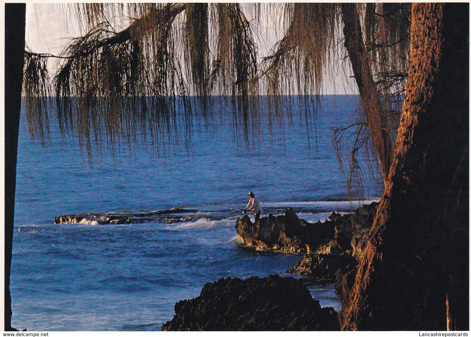 Postcard Ironwood Trees Frame A Fisherman At Dusk On The Northshore Of Oahu Hawaii [ John Wagner Impact ] My Ref B22226 - Oahu