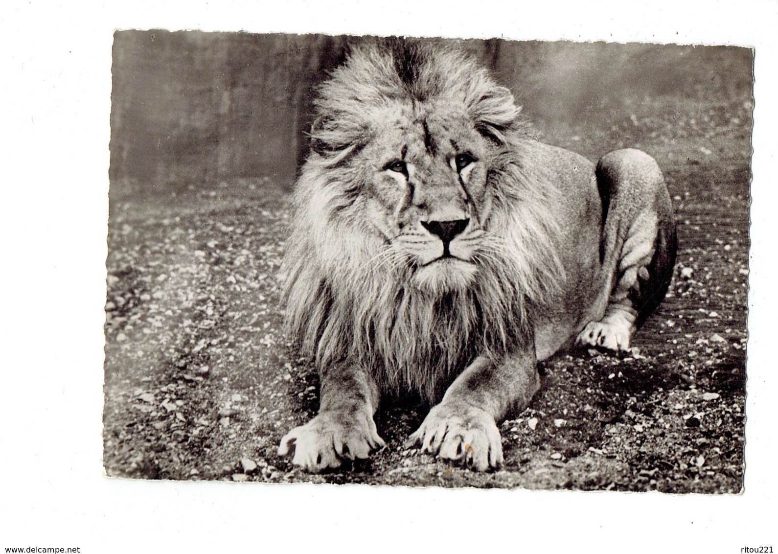 Cpm - LION - Soudan - Edit Superluxe 412 - Lions