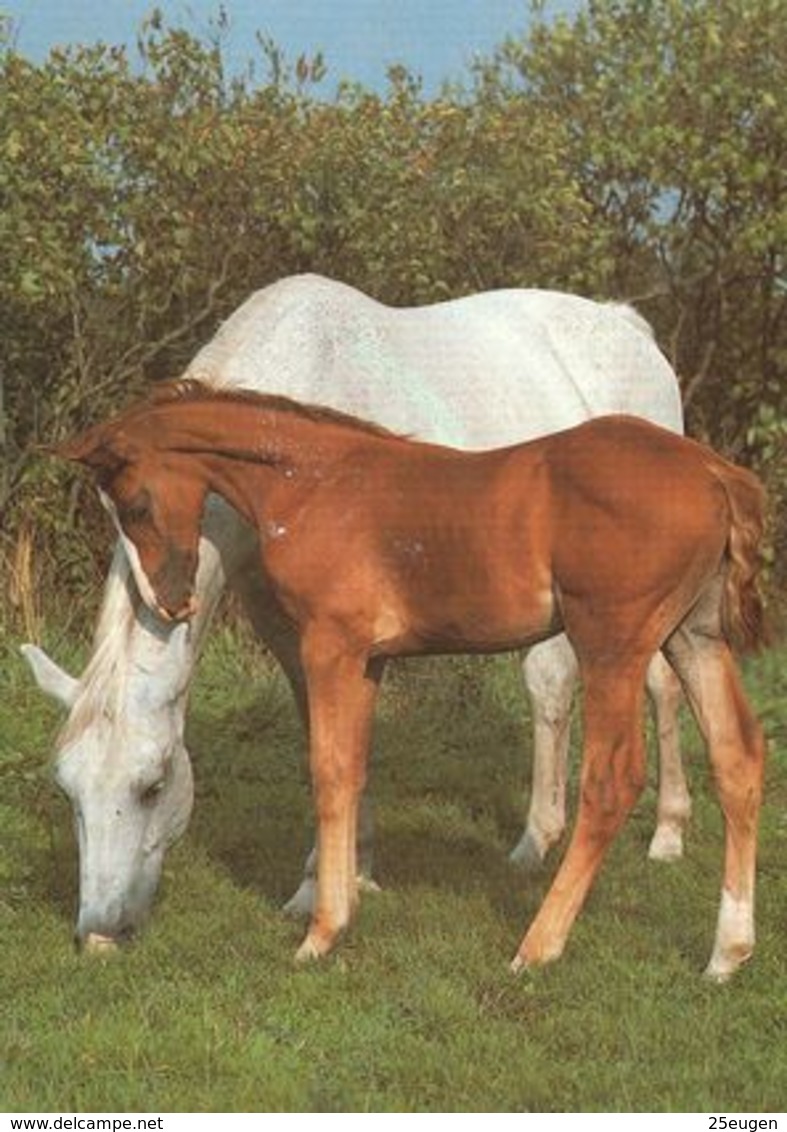 HORSES / PFERDE / CHEVAUX /    POSTCARD  UNUSED     ( H  4829 ) - Chevaux