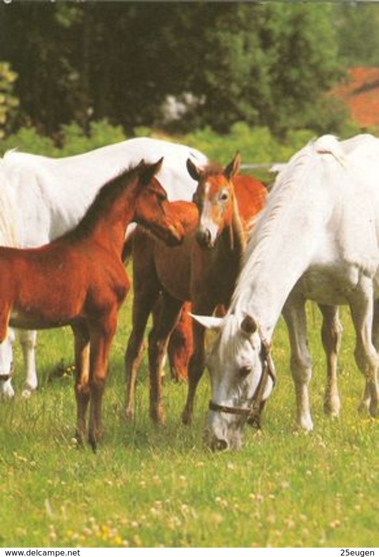 HORSES / PFERDE / CHEVAUX /    POSTCARD  UNUSED     ( H  4869 ) - Chevaux