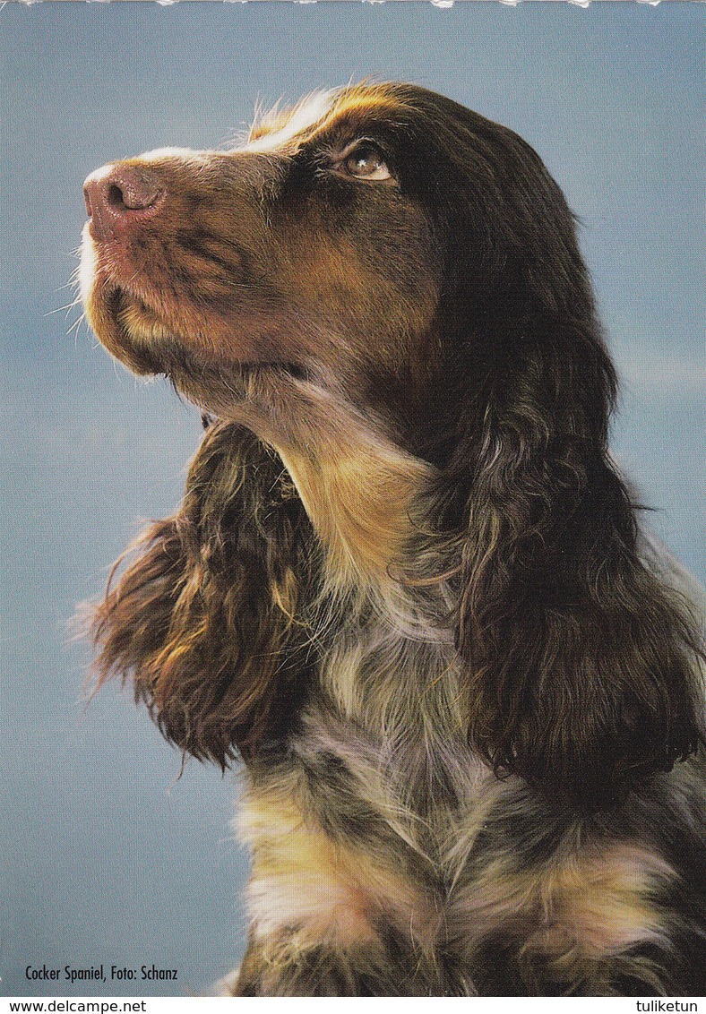 Cocker Spaniel - Epagneul - Dog - Chien - Cane - Hund - Hond - Perro - Chiens