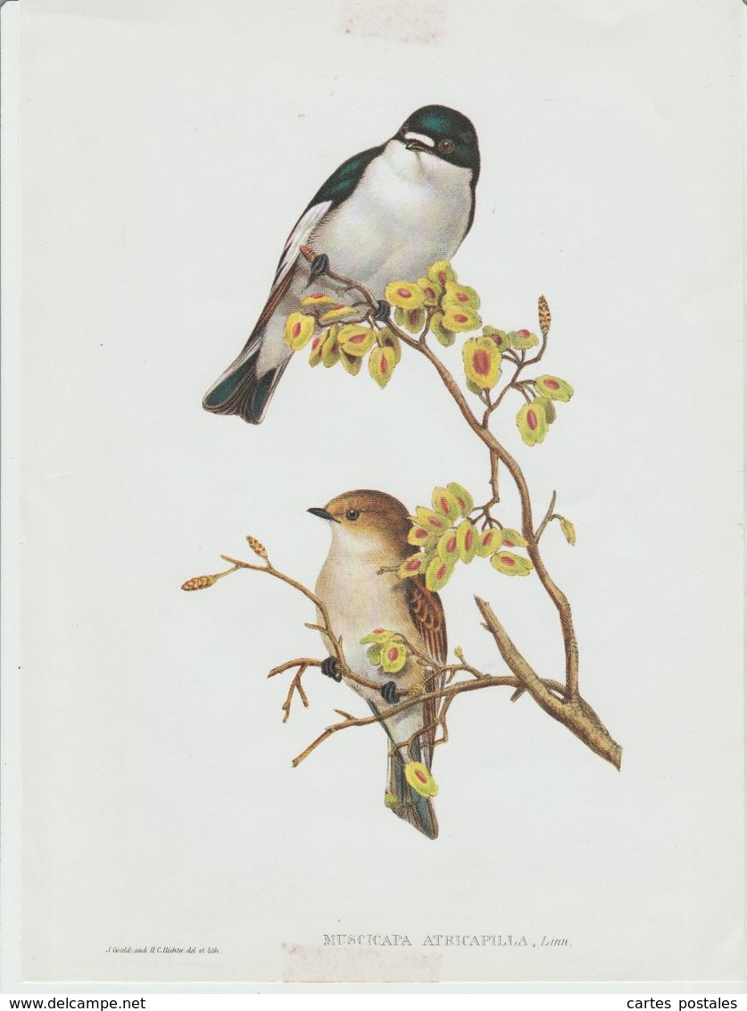 Gravure - Oiseaux - Muscicapa Atricapilla Passereaux - Geographie