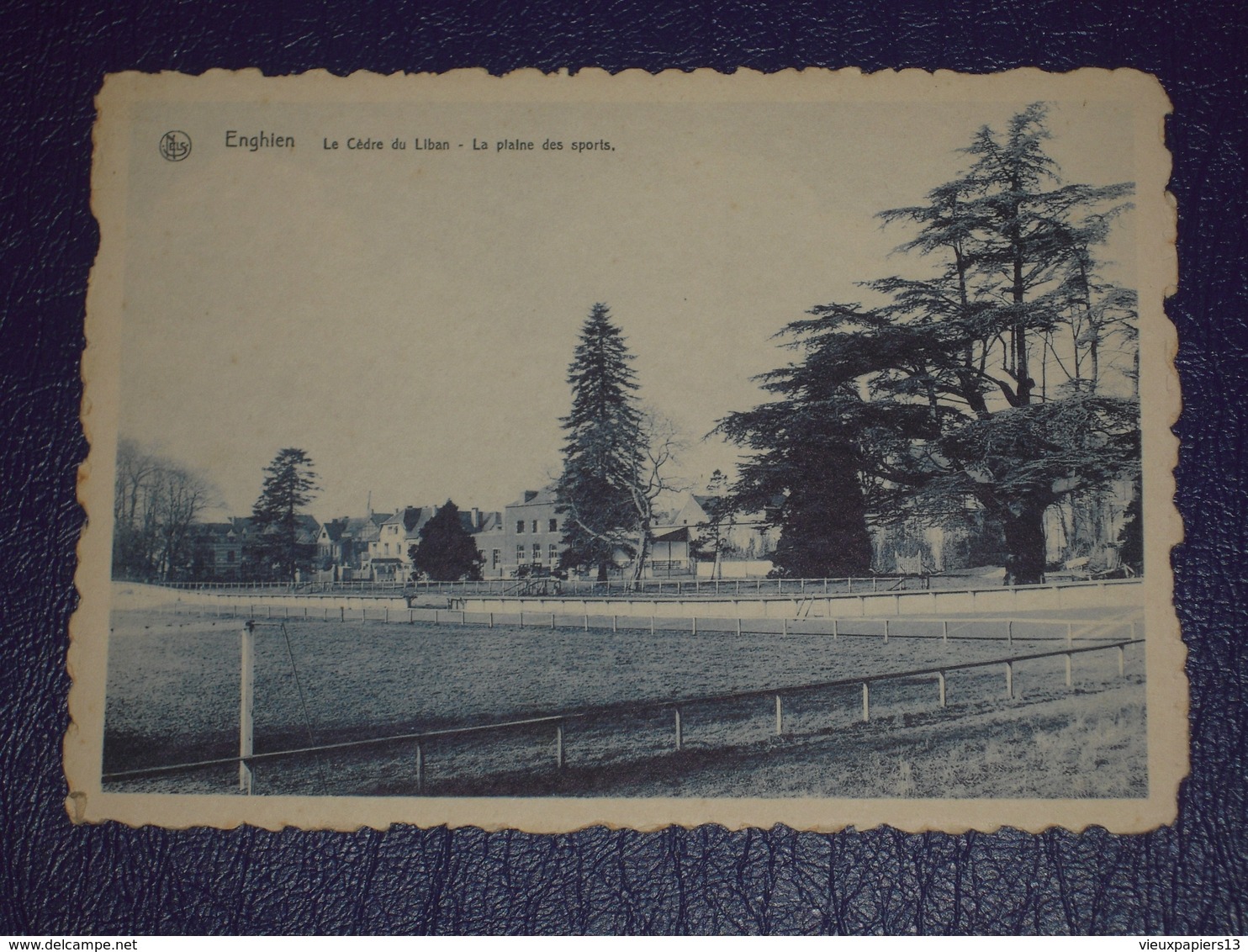 Belgique Hainaut - Cpsm Enghien - Le Cèdre Du Liban - La Plaine Des Sports - Nels - Stade - Enghien - Edingen