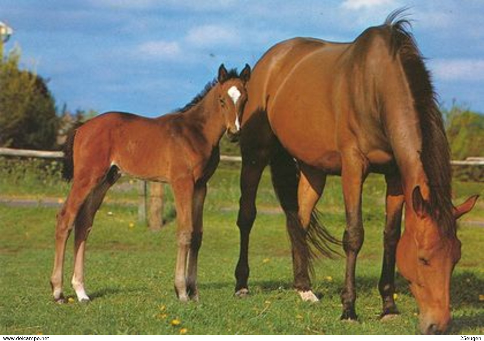 HORSES / PFERDE / CHEVAUX /    POSTCARD  UNUSED     ( H  4890 ) - Pferde