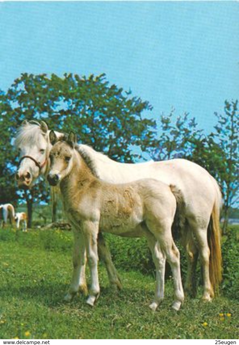 HORSES / PFERDE / CHEVAUX /    POSTCARD  UNUSED     ( H  4891 ) - Pferde