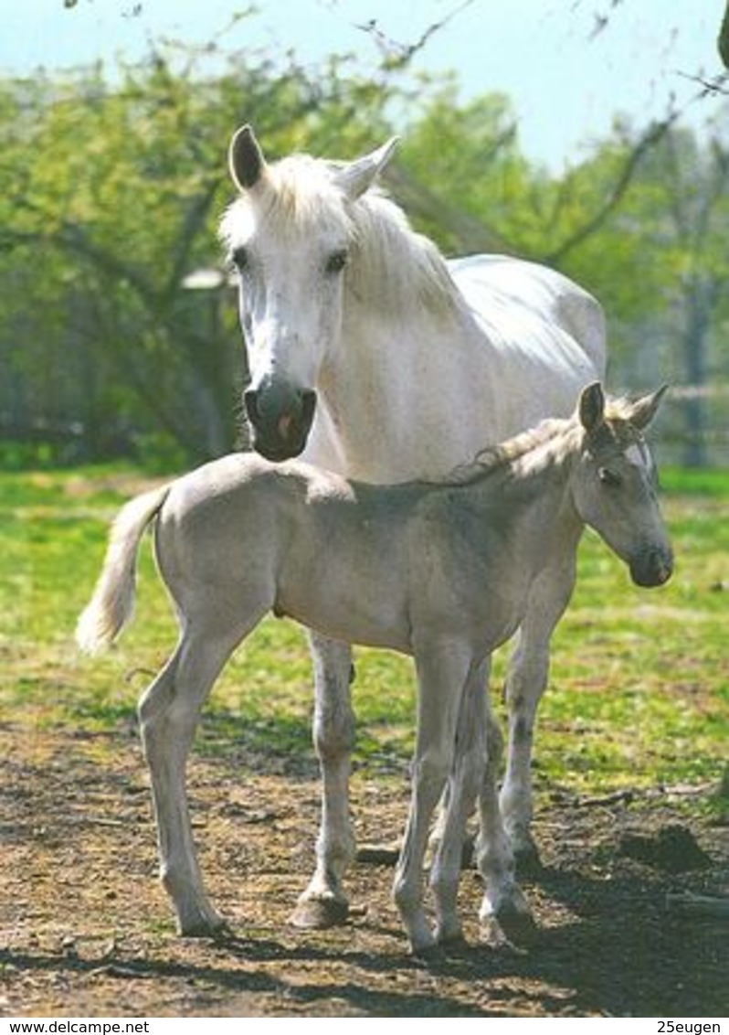 HORSES / PFERDE / CHEVAUX /    POSTCARD  UNUSED     ( H  4892 ) - Pferde