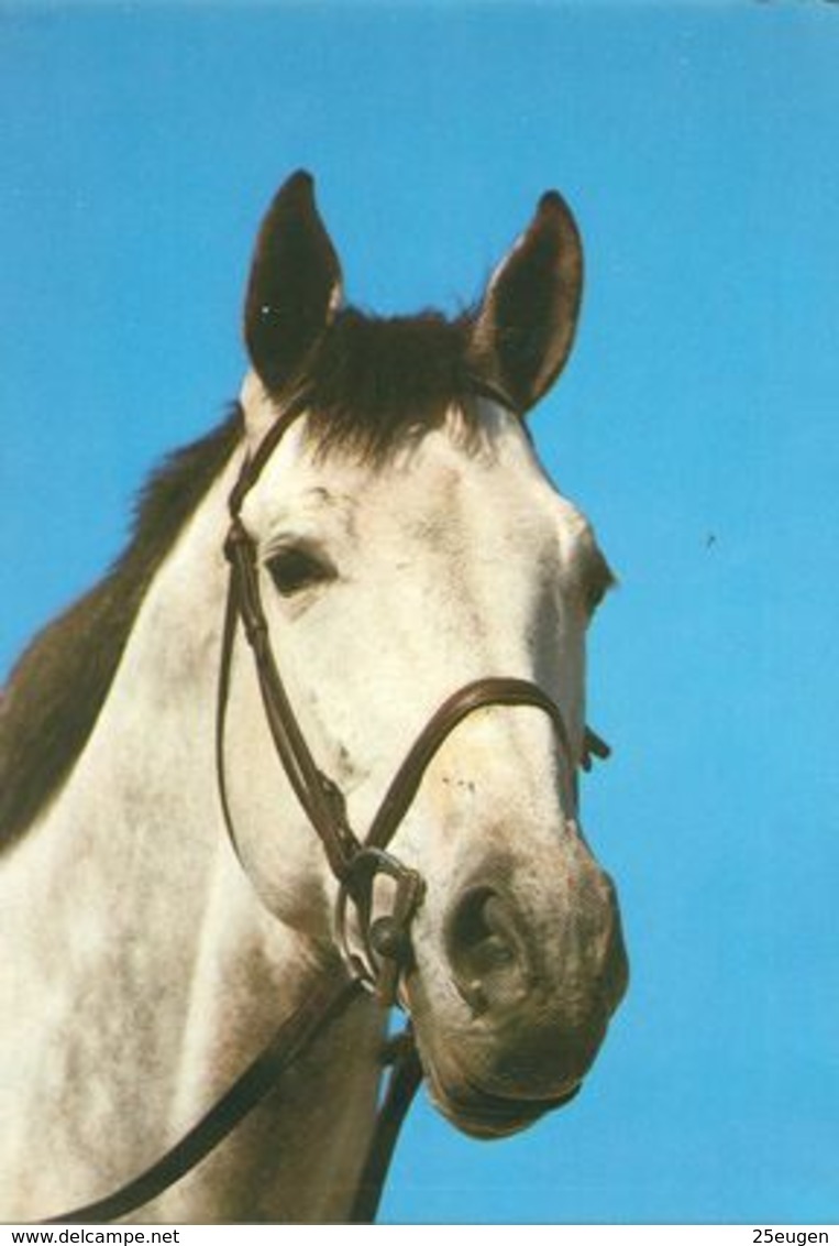 HORSES / PFERDE / CHEVAUX /    POSTCARD  UNUSED     ( H  4907 ) - Pferde