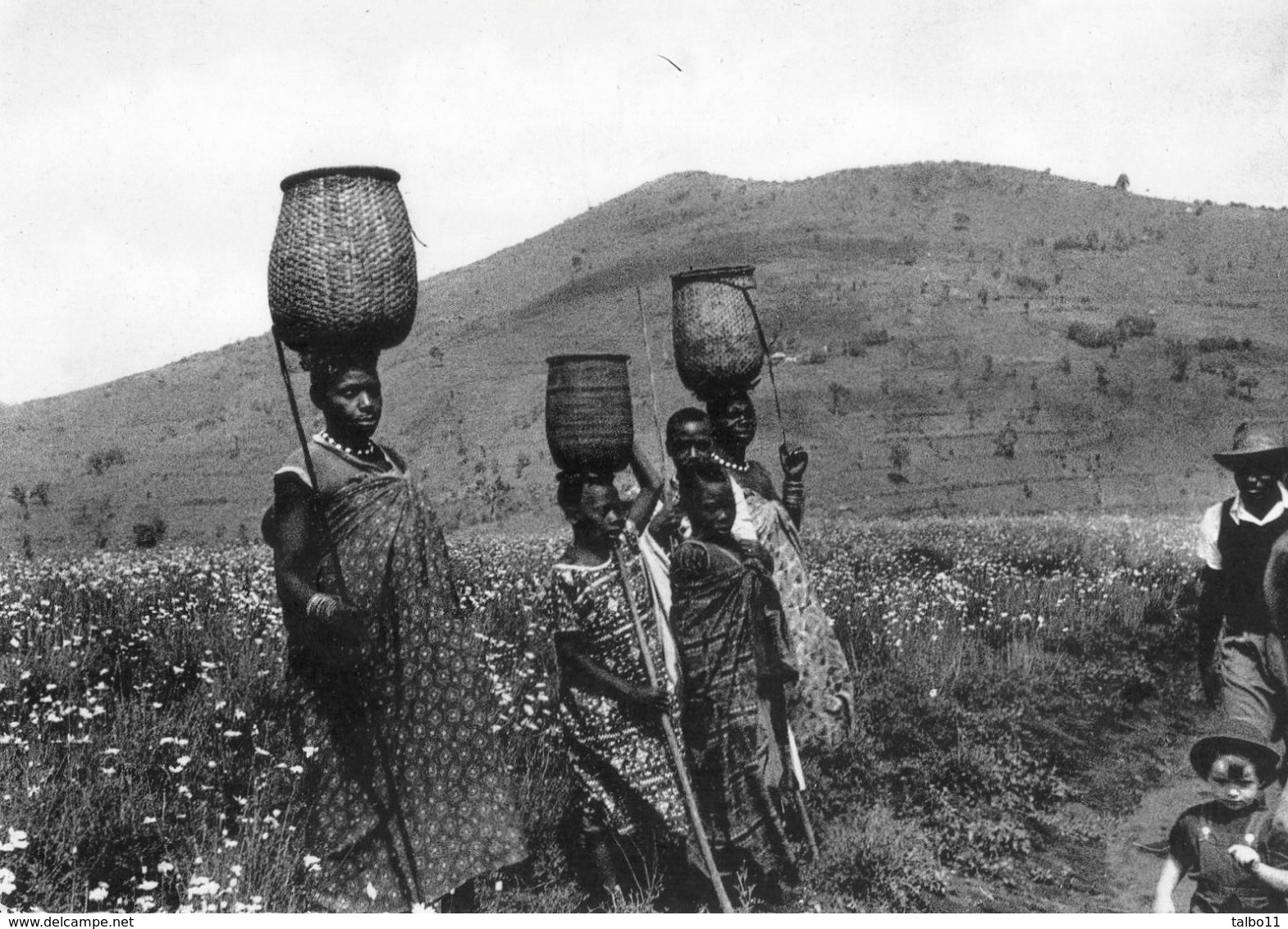 Congo -  Récolte Du Pyrethre - Autres & Non Classés