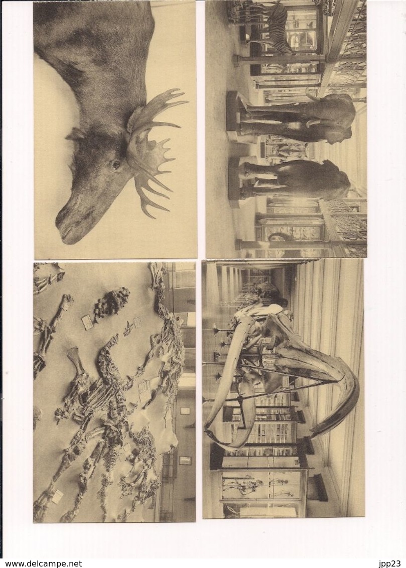 Musée Royal D''histoire Naturelle Lot De 14 Cartes Postales - Musea