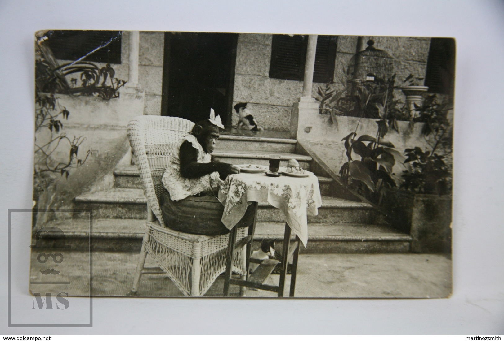 Old Real Photo Postcard - Chimpanzee Having Lunch At The Table - Monos