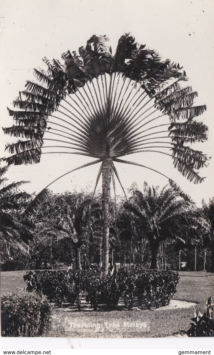 MALAYA - TRAVELLING TREE - Malaysia