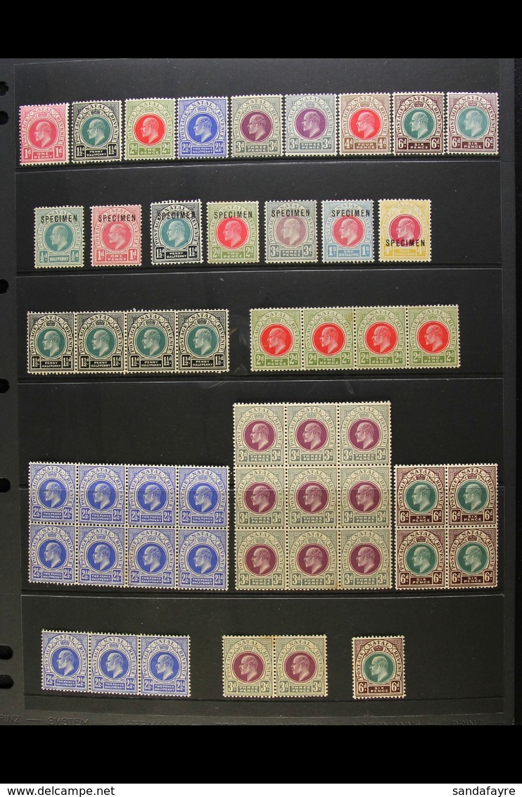 NATAL 1902-1909 KEVII MINT/NHM COLLECTION With "Specimen" Opt's & Multiples. Neatly Presented On Stock Pages & Includes  - Unclassified