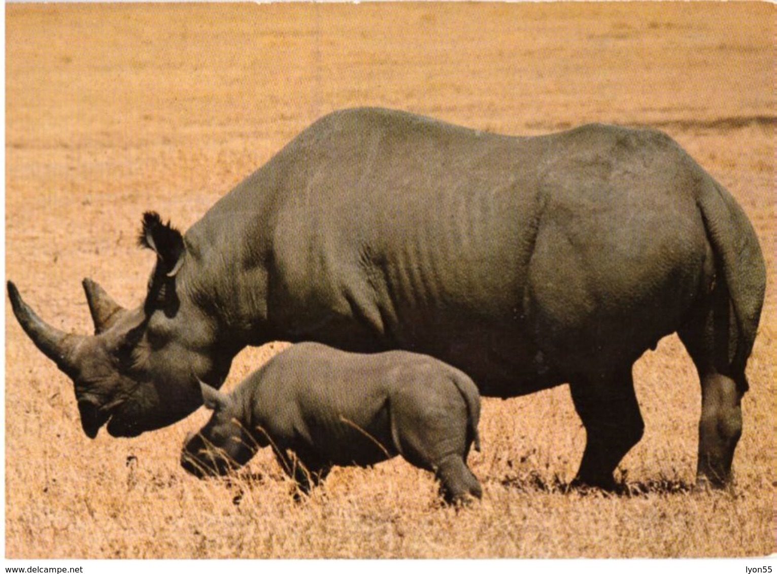 Rhinocéros Noirs - Neushoorn