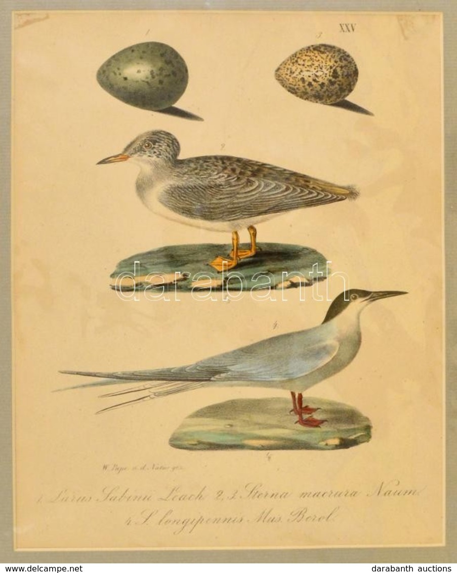 Cca 1880 Madarakat ábrázoló Lithográfia 20x24 Cm, Paszpartuban. / BIrds Lithography. - Estampes & Gravures