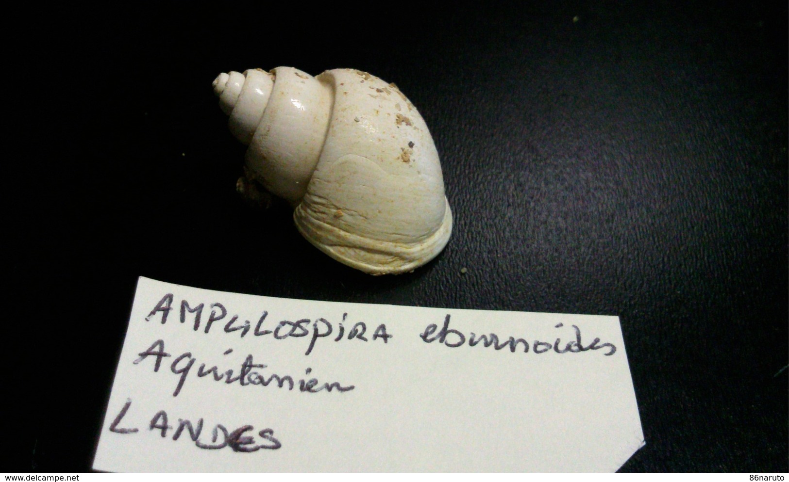 Ampulospira Eburnoides De 3 Cm - Fossiles