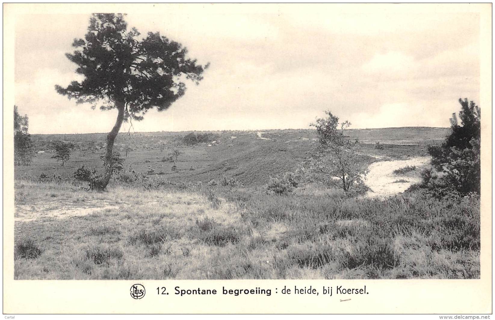 Spontane Begroeiing : De Heide, Bij Koersel - Beringen