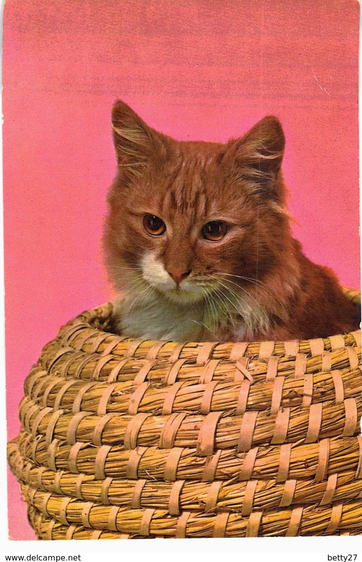 Carte Postale  CHAT CHATON  C3 - Chats