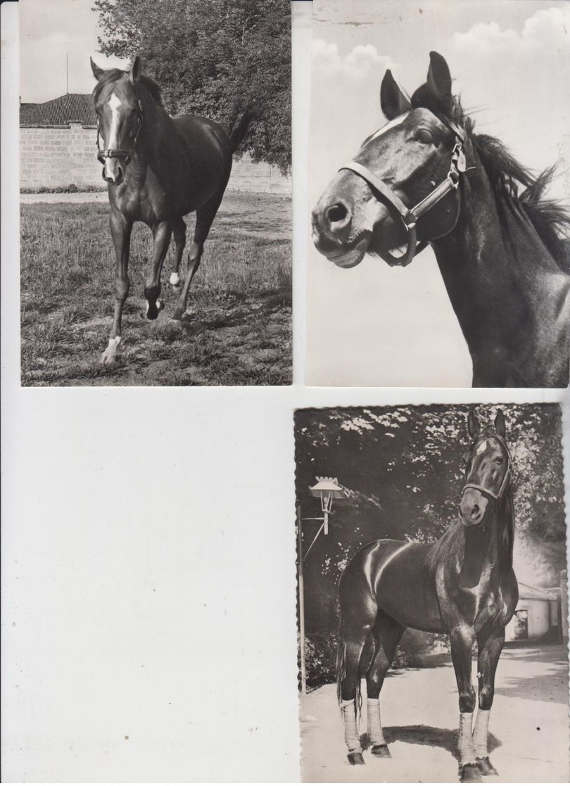 Cheval / Pferd / Horse / Cavallo 3 CARTOLINE LOT 3 POSTCARDS - Horses