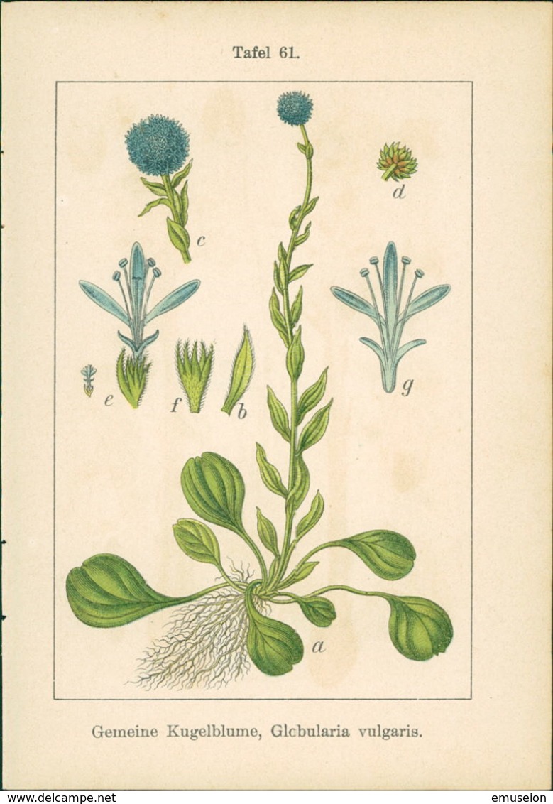 Lithographie : Gemeine Kugelblume, Globularia Vulgaris. Blaues Fettkraut, Pinguicula Vulgaris. - Prints & Engravings