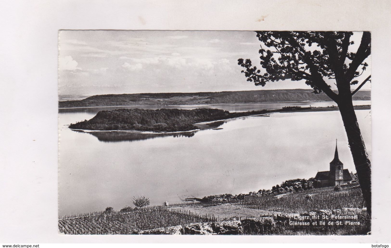 CPA PHOTO GLERESSE ET L ILE DE ST PIERRE , (voir Timbres) - Gléresse