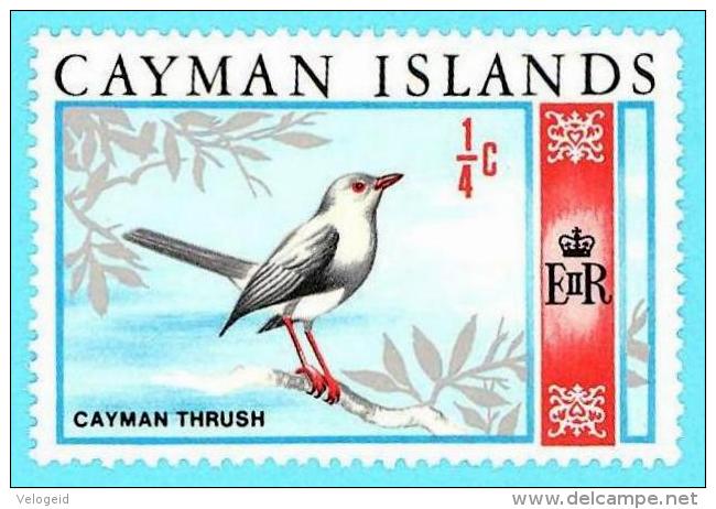 Islas Cayman Islands. 1970. Scott # 262. Bird. Cayman Thrush - Caimán (Islas)
