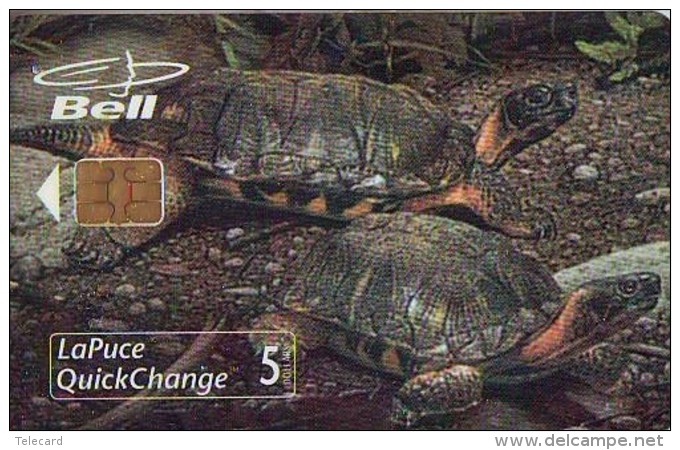 RARE * Télécarte à Puce NEUVE * CANADA  (2358) TORTUE * TURTLE *  MINT CHIP Phonecard * SCHILDKRÖTE * TELEFONKARTE - Tortugas