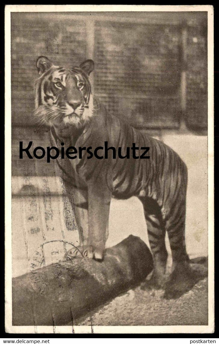 ALTE POSTKARTE WIEN SCHÖNBRUNN TIERGARTEN KÖNIGSTIGER FELIS TIGRIS Zoo Zoological Garden Jardin Zoologique Ansichtskarte - Tiger