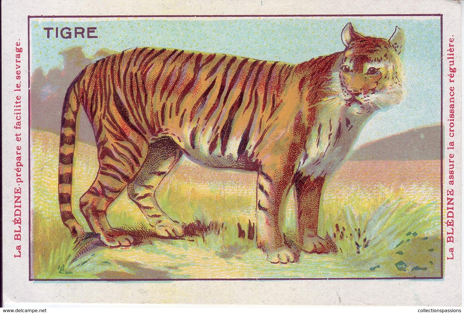 - BLEDINE - Etablissements Jacquemaire - Série "Les Animaux Sauvages" - Le Tigre - - Animales