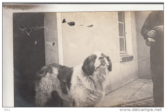 BAGNEAUX SUR LOING       5 CARTES PHOTO  M PELISSON ET SES CHIENS - Bagneaux Sur Loing