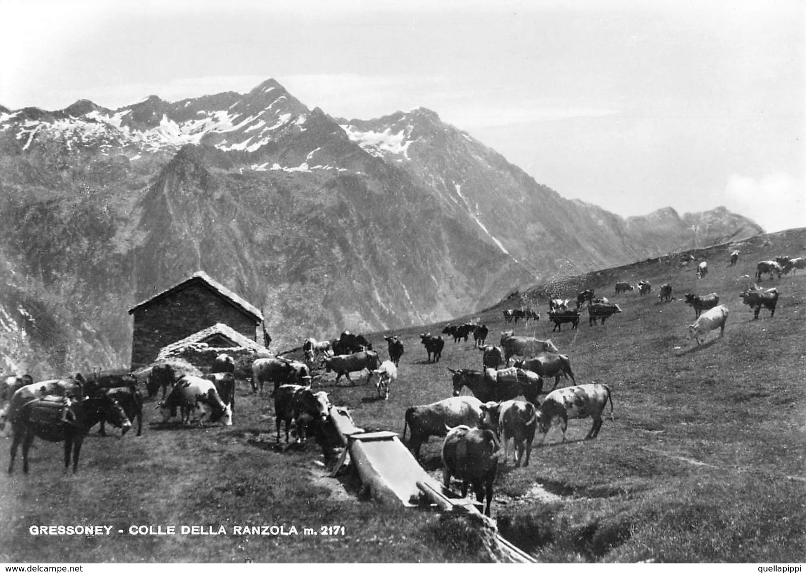 07428 "(AO) GRESSONEY - COLLE DELLA RANZOLA M. 2171" MUCCHE, VERA FOTO, S.A.C.A.T.  1020. CART NON SPED - Altri & Non Classificati