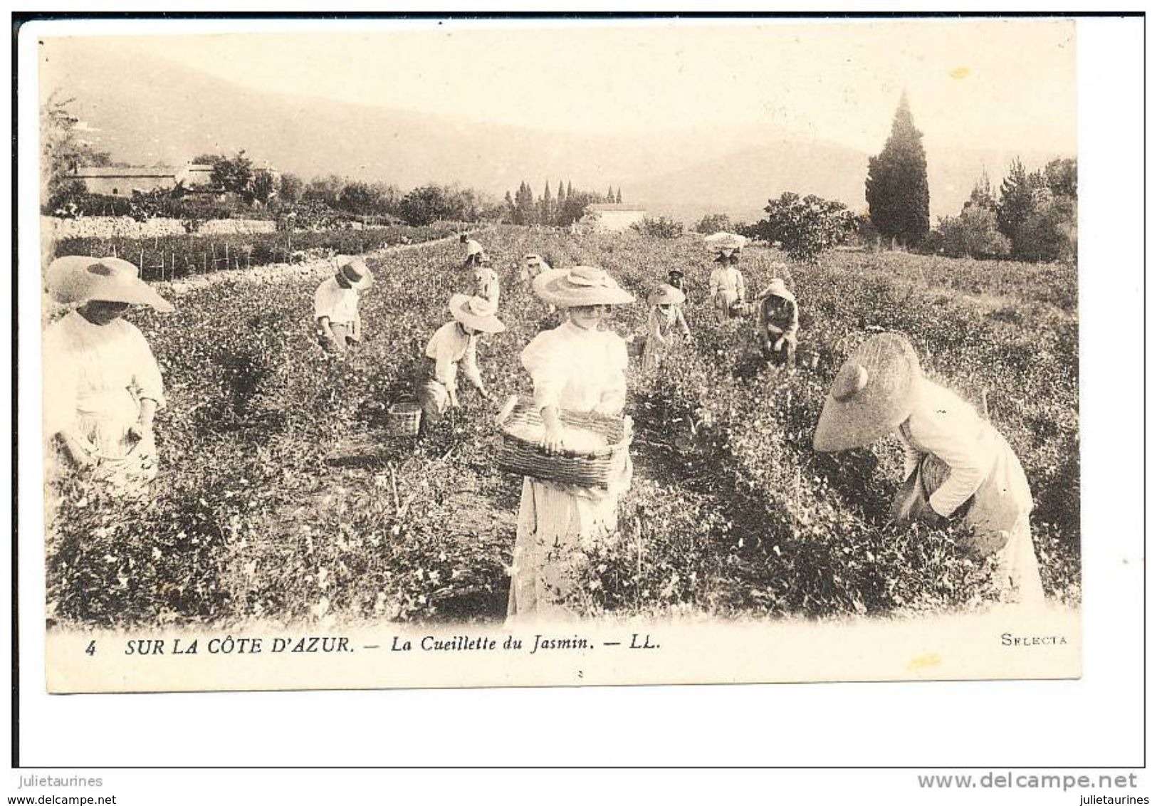 LA COTE D AZUR LA CUEILLETTE DU JASMIN CPA BON ETAT - Cultures