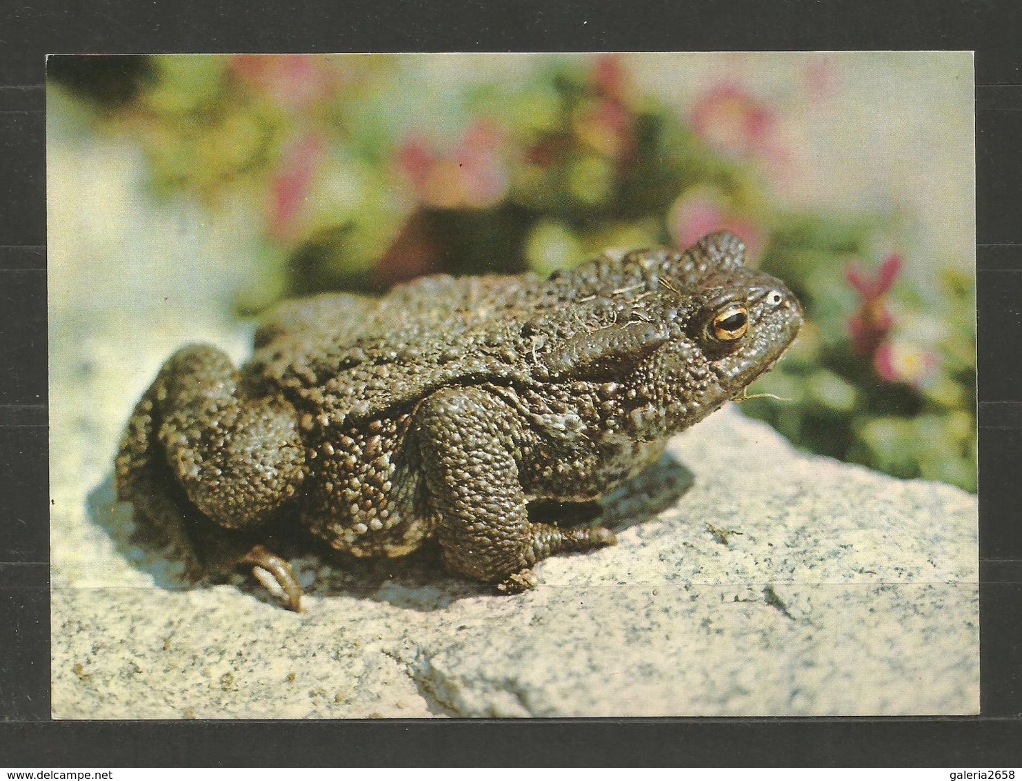 FAUNA - ANIMALES   -  OLD POST CARD - D 415 - Other & Unclassified