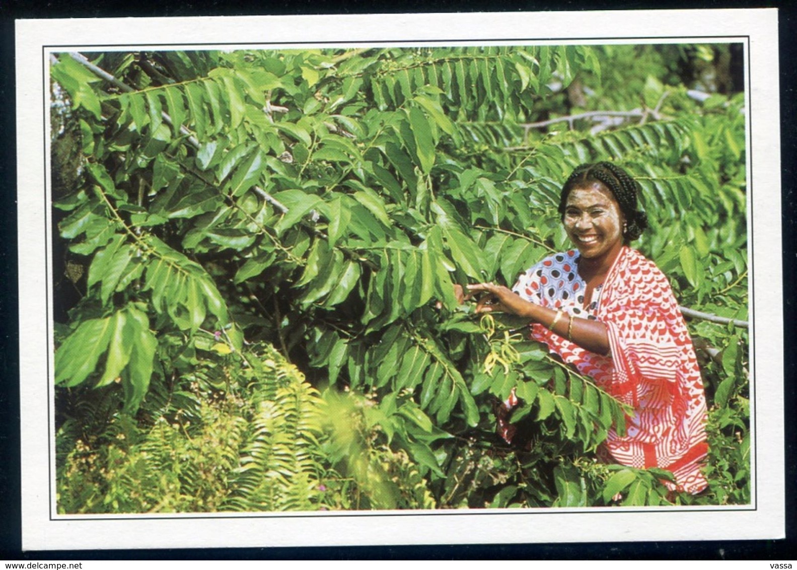 MAJOTTE  - Cueillette Des Fleurs D' Yliang -Yliang - COMORES.ed.Hoa Qui. Ph. Claude Pavard - Mayotte