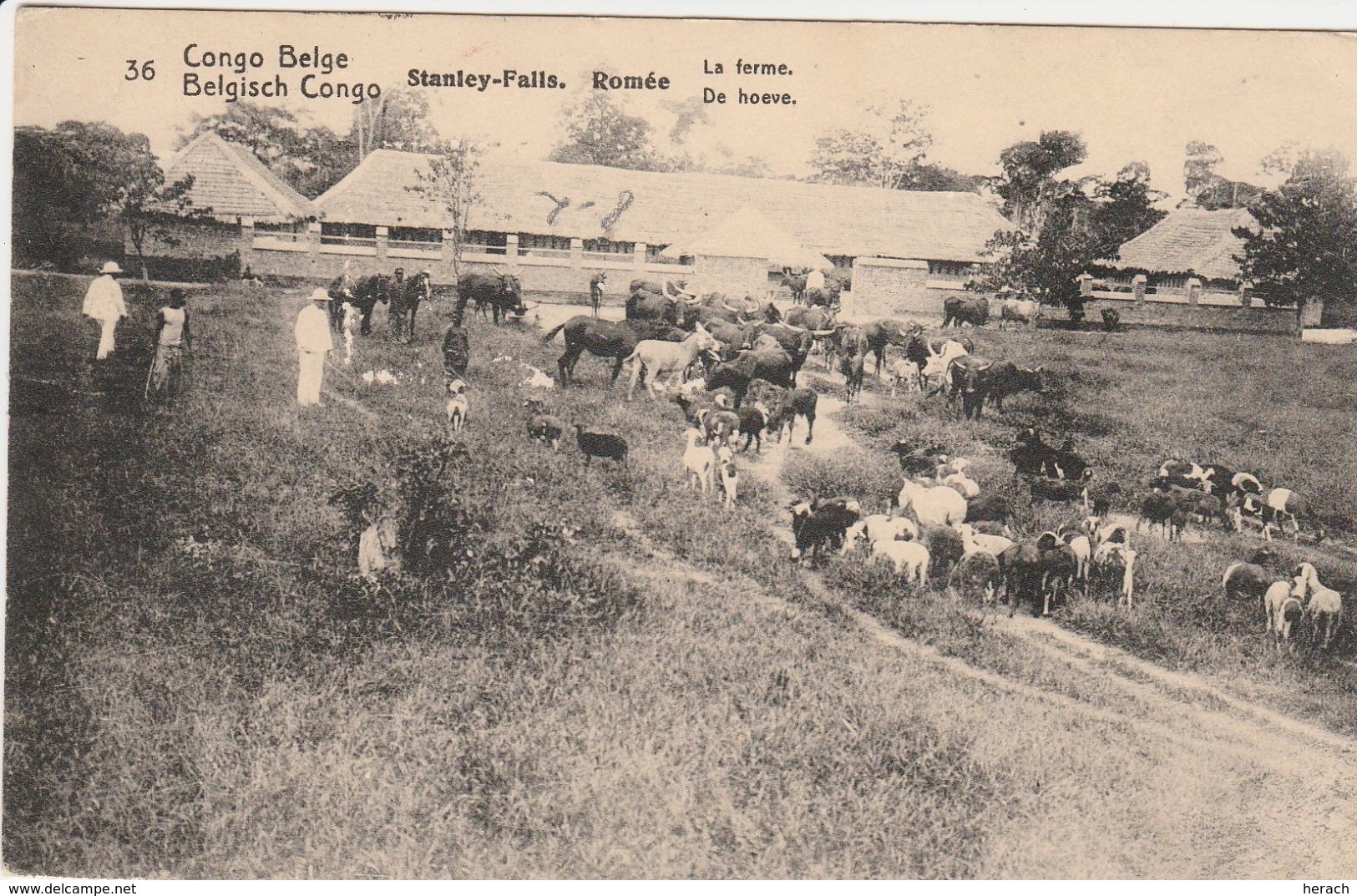 Congo Belge Entier Postal Illustré Pour La Belgique 1913 - Briefe U. Dokumente