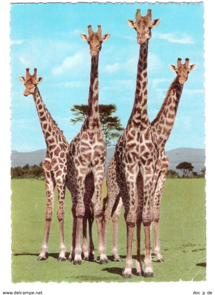 East Africa - Tanzania - African Wildlife - Giraffes - Giraffe - Animal - Nice Tanzania Uganda Kenya Stamp - Tanzanía