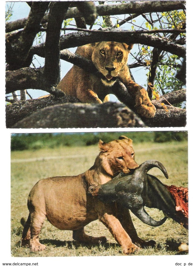 East Africa - 2 Cards - Kenia - Kenya - African Wildlife - Lion - Löwe - Animal - Nice Stamp - Kenia